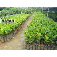 惠州果树苗，惠州树菠萝苗，龙门树菠萝苗 