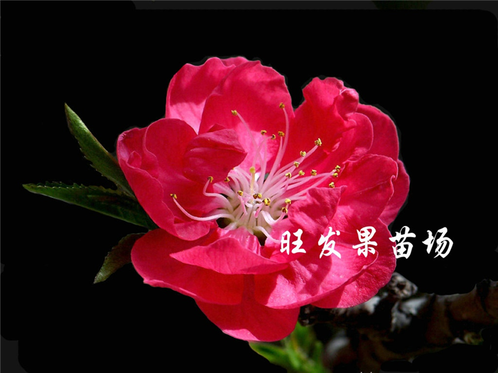 广州桃花苗价格，广州桃花苗，批发桃花苗 