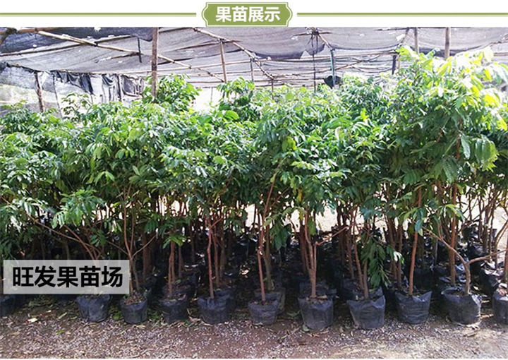 惠州龙眼苗@龙眼苗基地@惠州果苗批发 