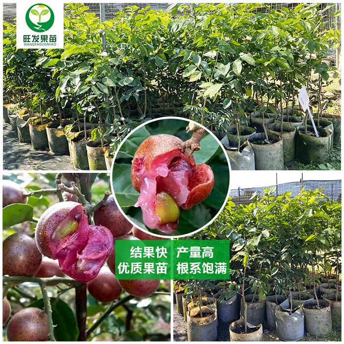 紫肉黄皮苗
