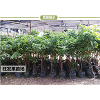 惠州龙眼苗@龙眼苗基地@惠州果苗批发 