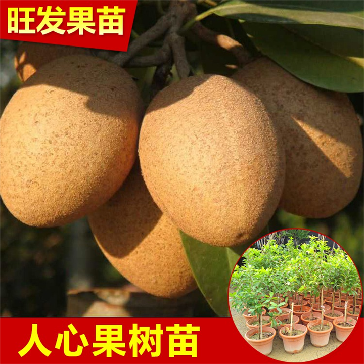 广东人心果苗供应商，广东人心果苗出售 