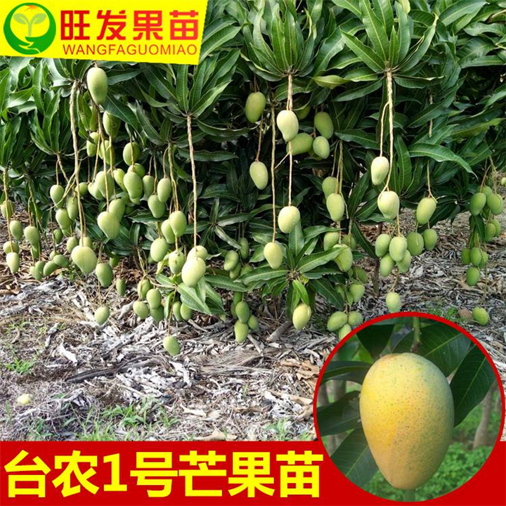 惠州芒果苗-芒果苗批发-惠州果苗基地 