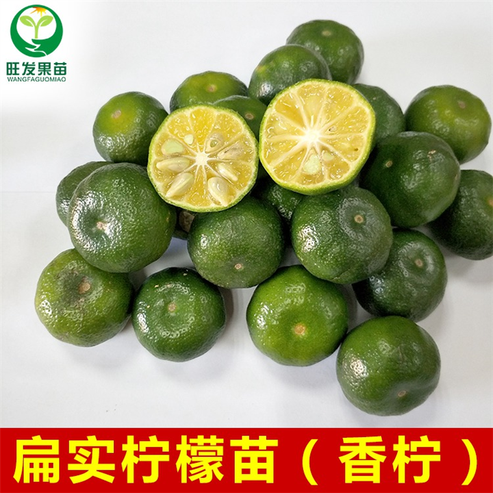 惠东香水柠檬苗，大亚湾香水柠檬苗基地 