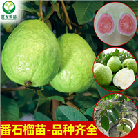广东批发番石榴苗\广东番石榴苗基地 