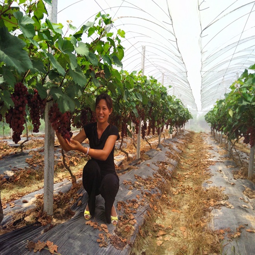 深圳夏黑葡萄苗，深圳葡萄苗，深圳果苗价格 