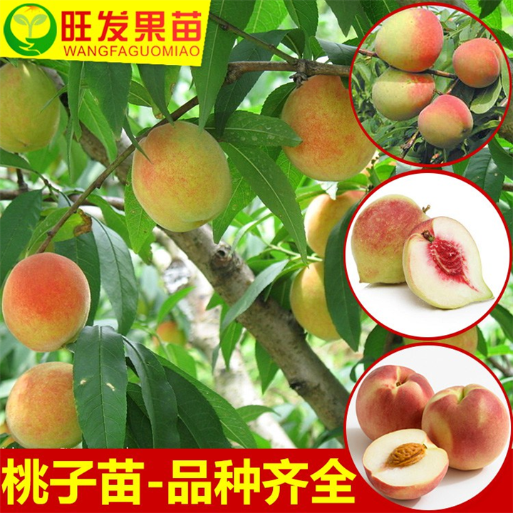 惠州鹰嘴蜜桃苗价格，惠州鹰嘴蜜桃苗基地 