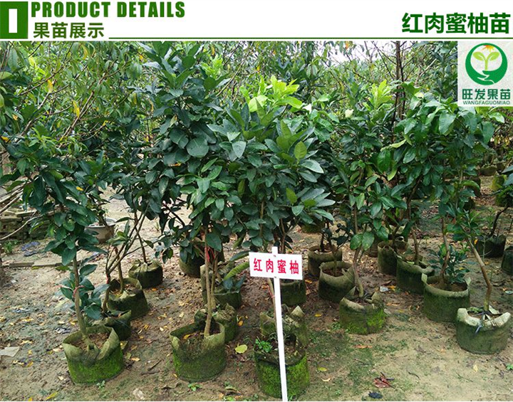广东红心蜜柚苗基地.惠东红心蜜柚苗 