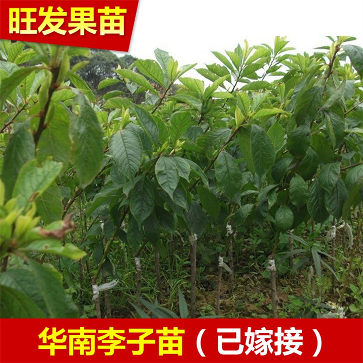 销售三华李苗，惠东三华李苗，广东果苗供应 
