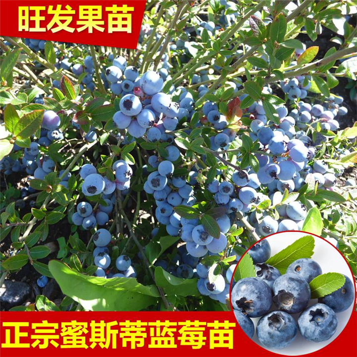 惠州蓝莓苗\供应蓝莓苗\惠州蓝莓苗批发 