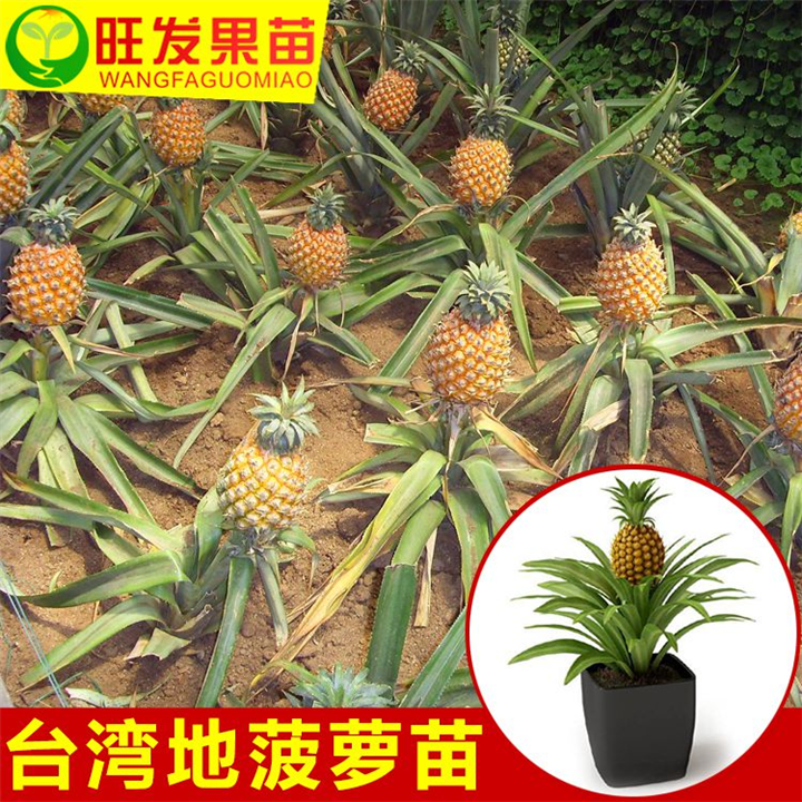惠州地菠萝苗|惠阳地菠萝苗|博罗地菠萝苗批发 