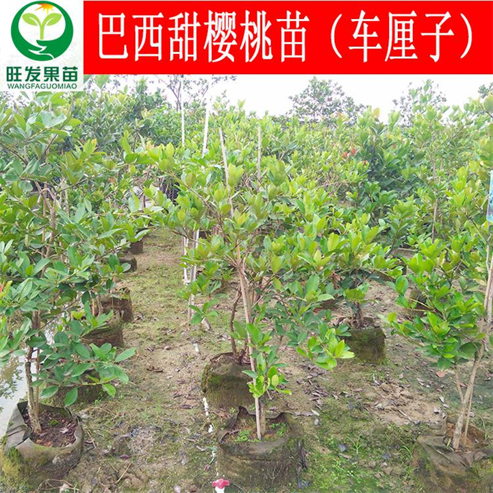 巴西甜樱桃苗（车厘子）广东巴西甜樱桃苗 