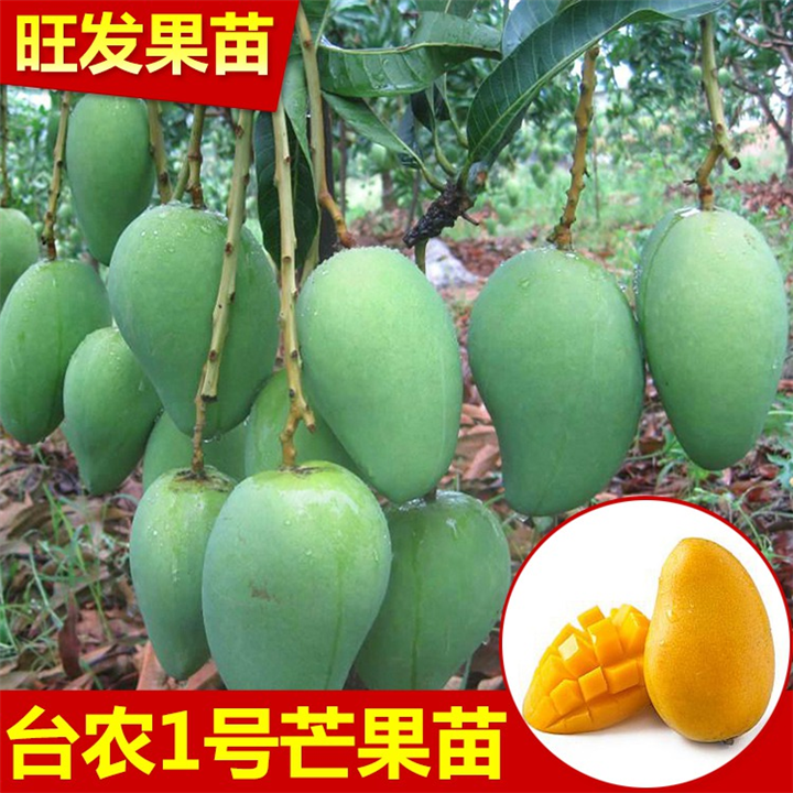 广东果苗\广东芒果苗\惠阳芒果苗价格 