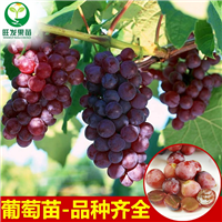 广东葡萄苗，深圳葡萄苗价格，深圳巨锋葡萄苗 