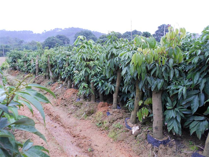 龙门荔枝苗、惠州荔枝苗、广东荔枝苗出售 