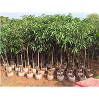 台农一号芒果苗\惠州芒果苗\广东果苗基地 