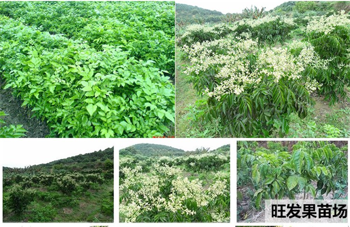 出售黄皮苗\惠州黄皮苗\广东果苗基地 