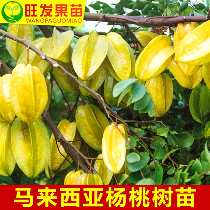 广东果苗\龙门杨桃苗\惠州杨桃苗基地 