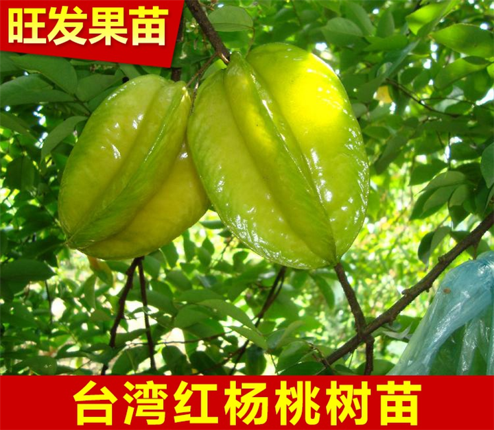供应台湾杨桃苗-惠州台湾杨桃苗批发 