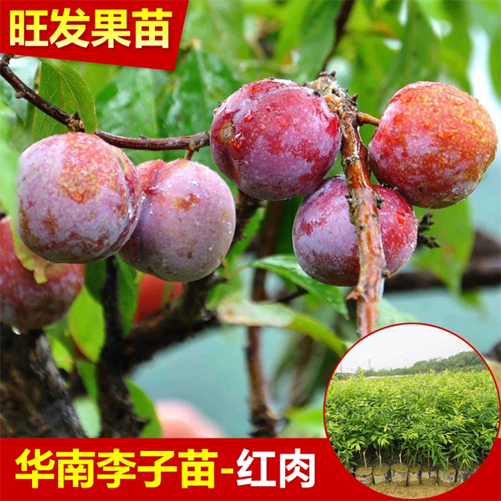 惠东三华李苗价格，惠阳三华李苗，广东果苗 