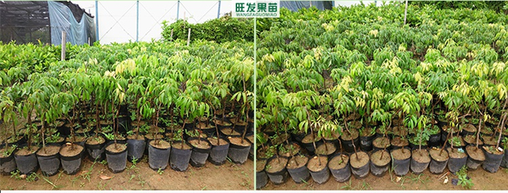 大亚湾荔枝苗价格\大亚湾荔枝苗出售 