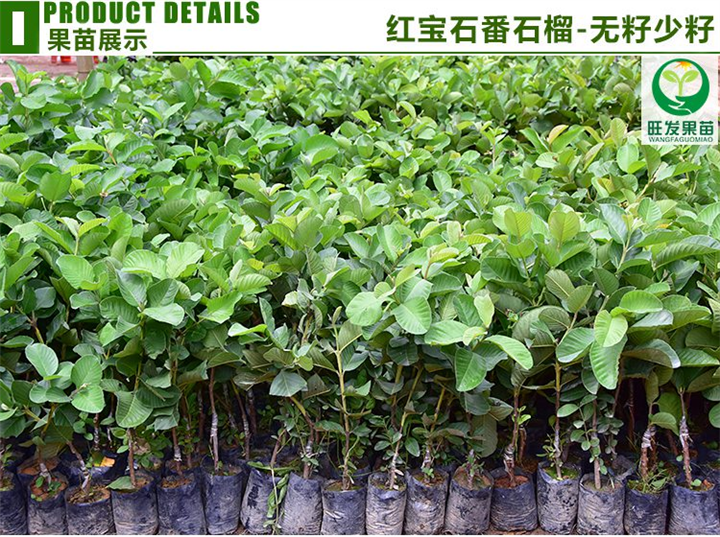 新品种红宝石无籽番石榴苗 
