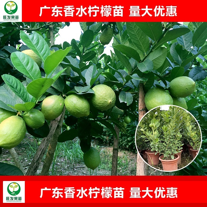 广东香水柠檬苗