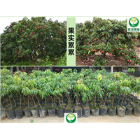 淡水荔枝苗\惠东荔枝苗\惠州果苗基地 