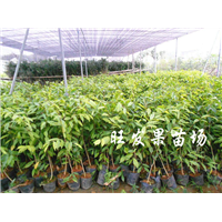 批发沉香苗\惠州沉香苗\广东沉香苗基地 
