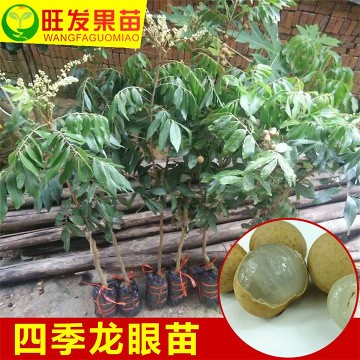 广东龙眼苗—惠州龙眼苗—龙眼苗供应商 