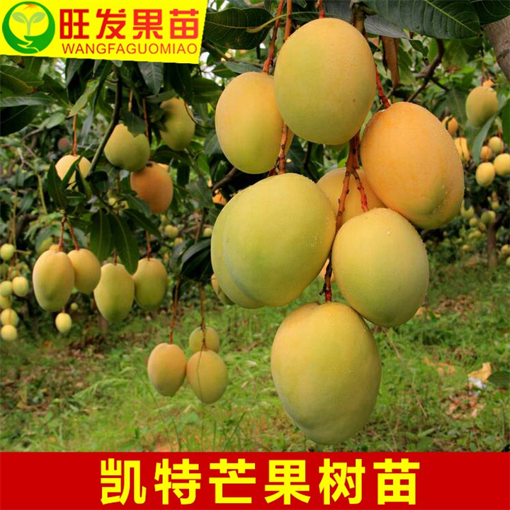 惠州凯特芒果苗价格\惠州凯特芒果苗基地 