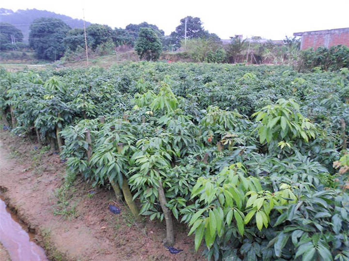 惠州荔枝苗供应、惠州荔枝苗 基地、荔枝嫁接苗 