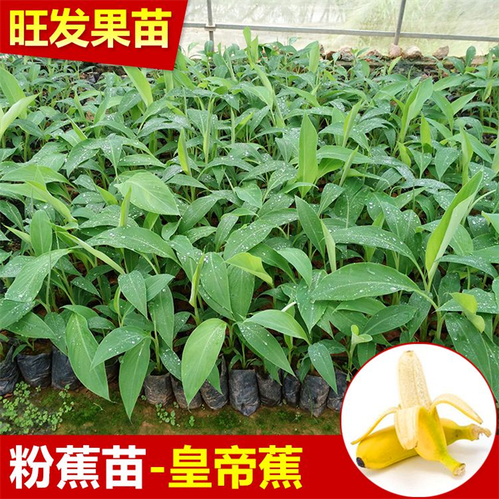 惠州粉蕉苗价格，惠州粉蕉苗，惠州果苗 