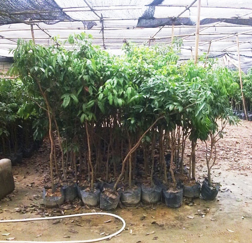 销售荔枝苗—供应荔枝苗—广东荔枝苗 