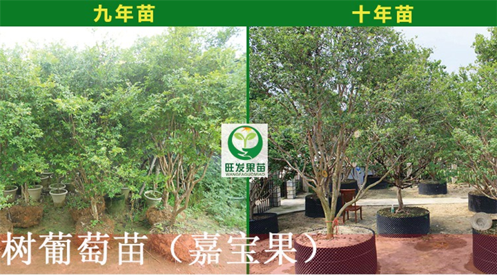 大亚湾嘉宝果苗批发\大亚湾嘉宝果苗价格 