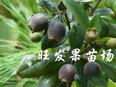 惠州供应果苗 惠州果树苗 野果苗 惠州捻子苗 