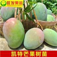 广东芒果苗|惠州芒果苗|博罗芒果苗批发 