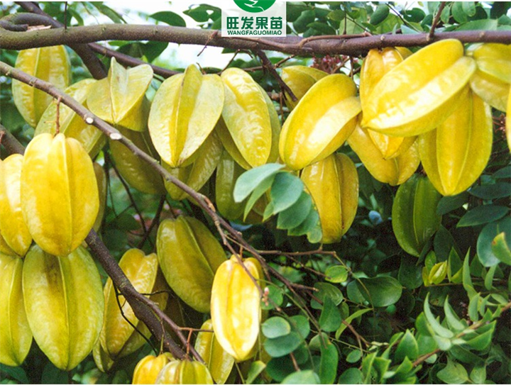 广州杨桃苗，东莞杨桃苗，广东杨桃苗基地 