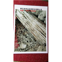 南宁白蚁防治#南宁申记白蚁防治