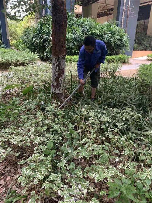 南宁小区白蚁防治公司