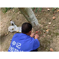 南宁白蚁防治工程