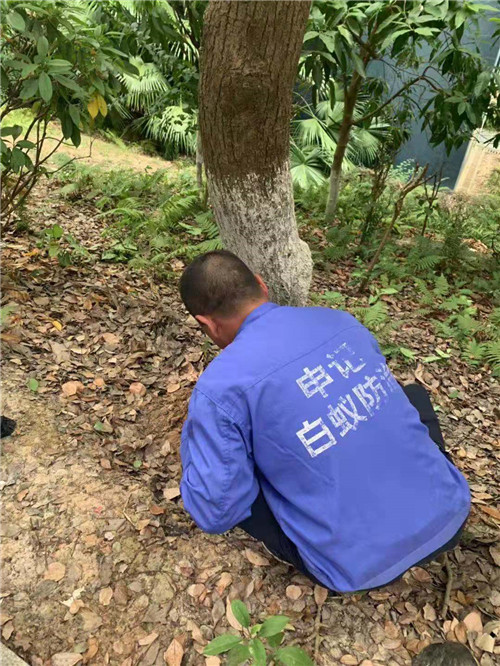 南宁小区白蚁防治