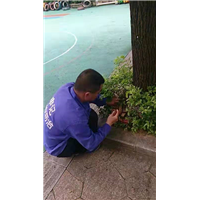 南宁白蚁诱杀