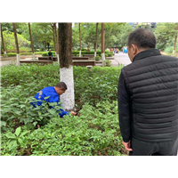 南宁白蚁防治5