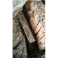 南宁白蚁防治公司