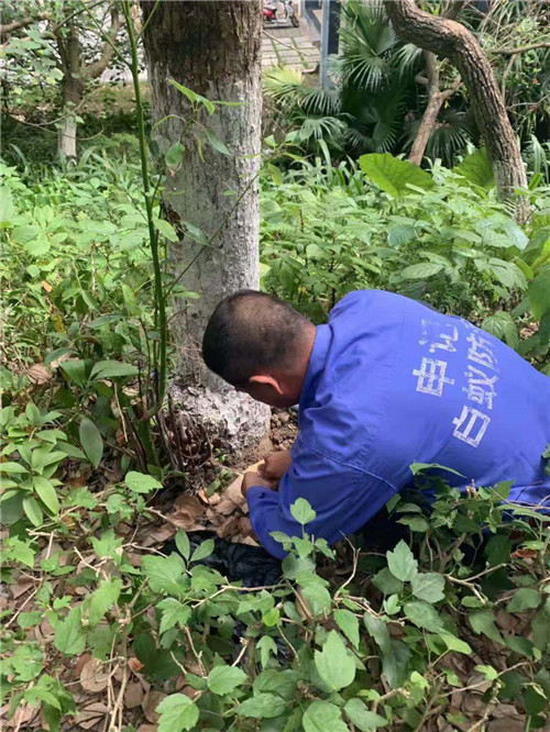 南宁小区灭白蚁电话