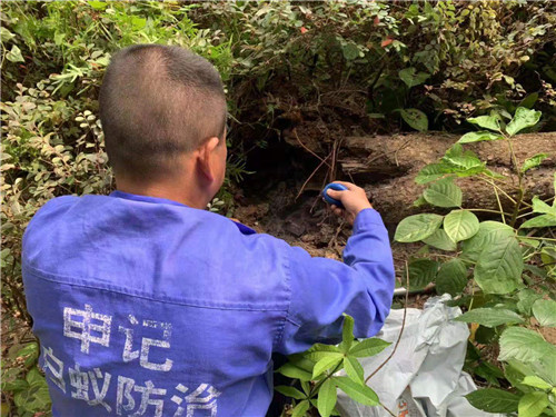 南宁小区白蚁灭治价格