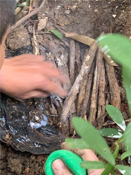 南宁白蚁防治17