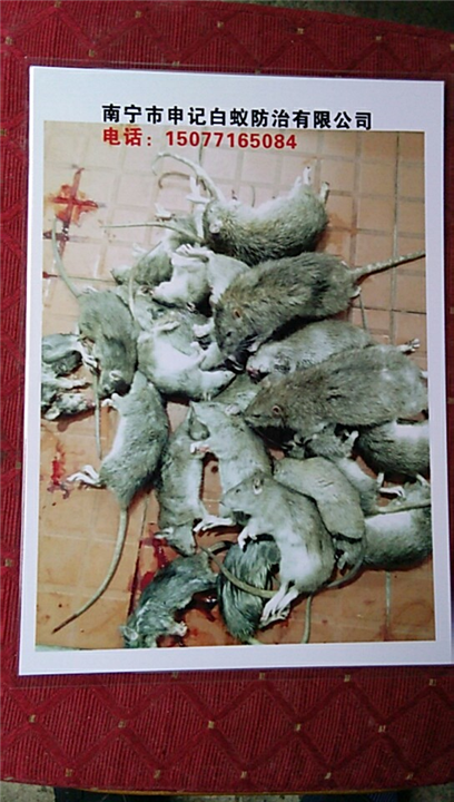 南宁灭老鼠-南宁申记白蚁防治