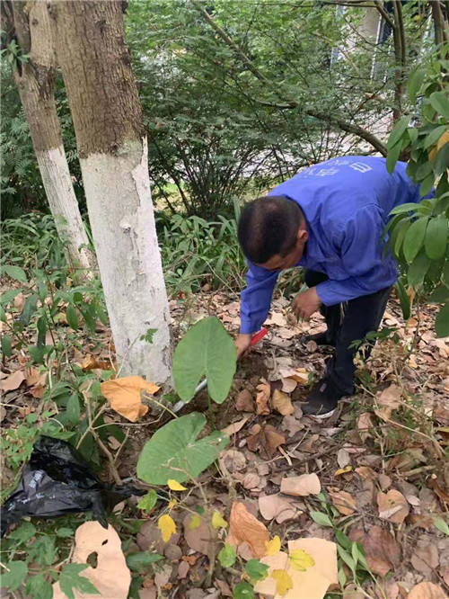 南宁小区白蚁防治收费标准